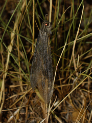 Vella fallax