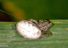 Cyrtophora beccarii