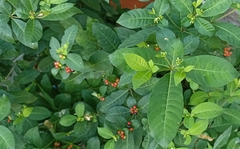 Rauvolfia tetraphylla