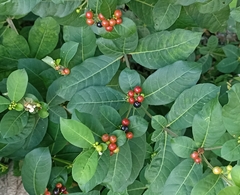 Rauvolfia tetraphylla