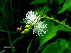Croton ciliatoglandulifer