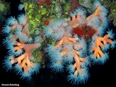 Dendrophyllia ramea