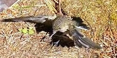 Ficedula hypoleuca