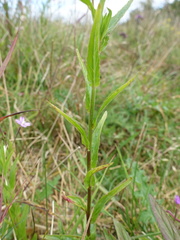 Epilobium obscurum