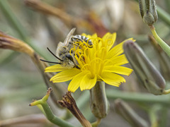 Colletes moricei