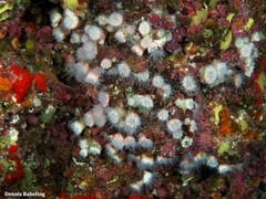 Polycyathus muellerae