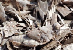 Sphingonotus caerulans
