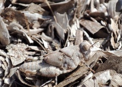 Sphingonotus caerulans