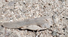 Sphingonotus caerulans