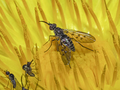 Phthiria antiqua