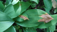Botrytis convallariae