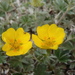 High Arctic Cinquefoil - Photo (c) Andrew Simon, some rights reserved (CC BY-NC), uploaded by Andrew Simon