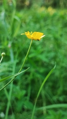 Ranunculus cassubicus