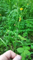 Ranunculus cassubicus