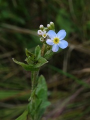 Myosotis cespitosa