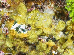 Lobophora canariensis