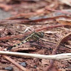 Orthetrum albistylum