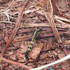 Orthetrum albistylum