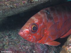 Heteropriacanthus fulgens