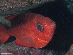 Heteropriacanthus fulgens