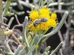 Colletes moricei