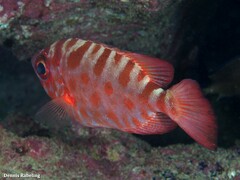Heteropriacanthus fulgens