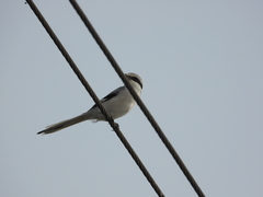 Lanius sphenocercus