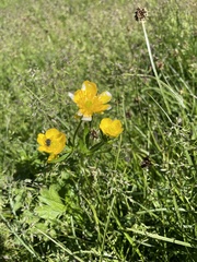 Ranunculus montanus