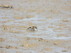 Macrophthalmus japonicus