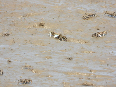 Macrophthalmus japonicus