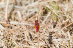 Crocothemis erythraea