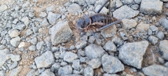 Acanthoplus discoidalis