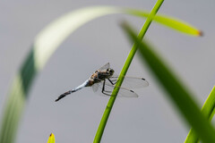 Orthetrum cancellatum