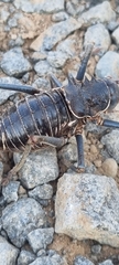 Acanthoplus discoidalis