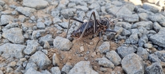 Acanthoplus discoidalis