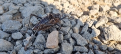 Acanthoplus discoidalis