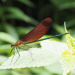 Calopteryx cornelia