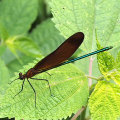 Calopteryx cornelia