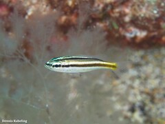 Parapristipoma octolineatum