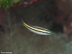 Parapristipoma octolineatum