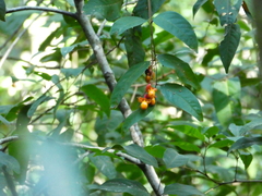 Mischocarpus exangulatus