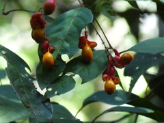 Mischocarpus exangulatus