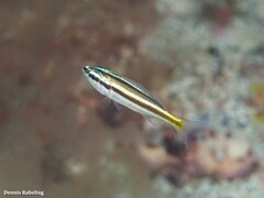 Parapristipoma octolineatum