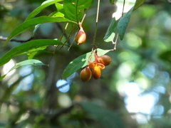 Mischocarpus exangulatus