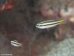 Parapristipoma octolineatum