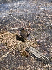 Gallinula chloropus