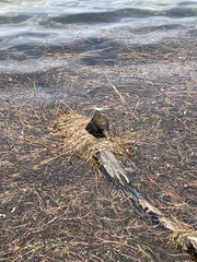 Gallinula chloropus