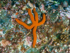 Ophidiaster confertus