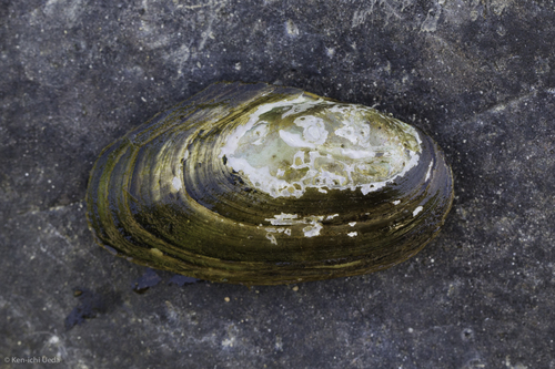 Anodonta californiensis