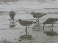 Calidris tenuirostris